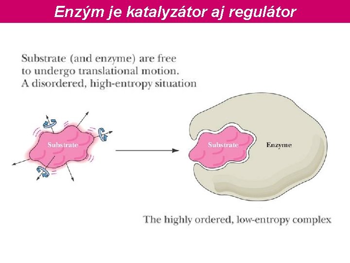 Enzým je katalyzátor aj regulátor 