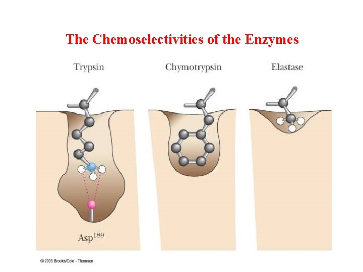 The Chemoselectivities of the Enzymes 