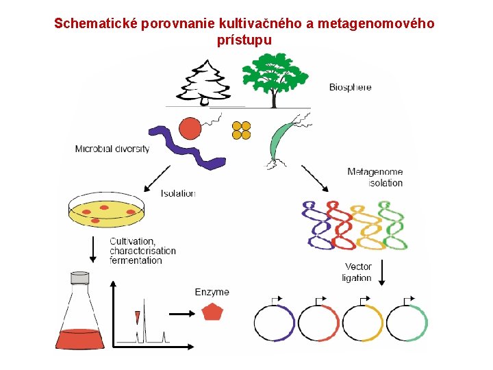 Schematické porovnanie kultivačného a metagenomového prístupu 