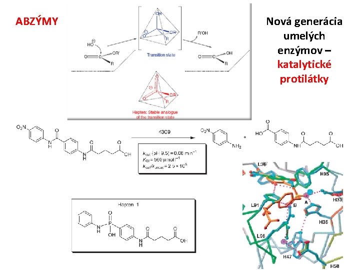 ABZÝMY Nová generácia umelých enzýmov – katalytické protilátky 