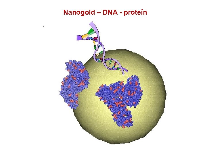 Nanogold – DNA - proteín 