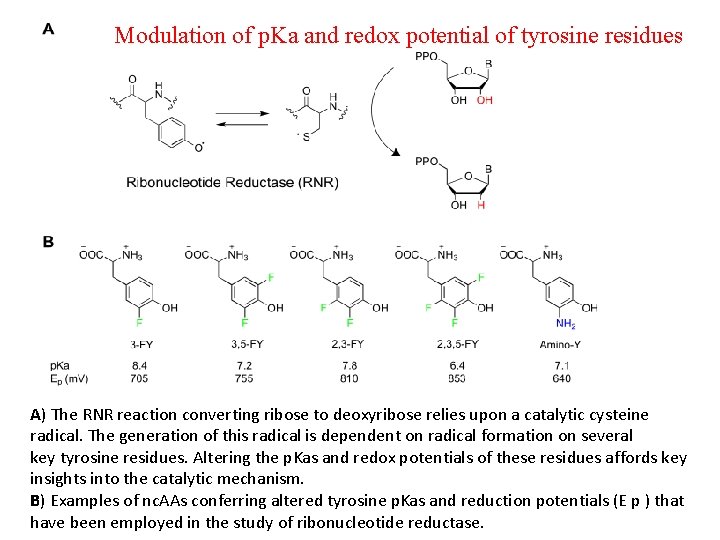 Modulation of p. Ka and redox potential of tyrosine residues A) The RNR reaction