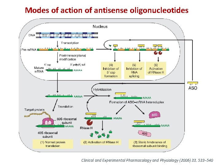 Modes of action of antisense oligonucleotides Clinical and Experimental Pharmacology and Physiology (2006) 33,