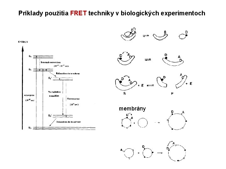 Príklady použitia FRET techniky v biologických experimentoch membrány 