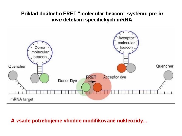 Príklad duálneho FRET "molecular beacon" systému pre in vivo detekciu špecifických m. RNA A