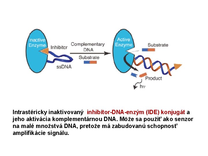 Intrastéricky inaktivovaný inhibítor-DNA-enzým (IDE) konjugát a jeho aktivácia komplementárnou DNA. Môže sa použiť ako