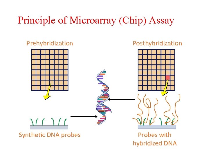 Principle of Microarray (Chip) Assay Prehybridization Synthetic DNA probes Posthybridization Probes with hybridized DNA