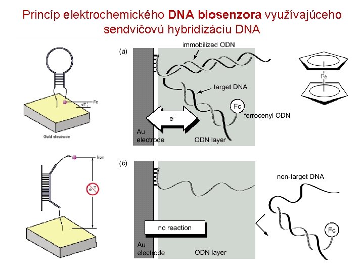 Princíp elektrochemického DNA biosenzora využívajúceho sendvičovú hybridizáciu DNA 