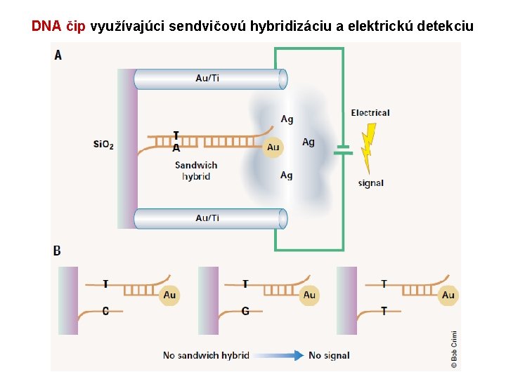 DNA čip využívajúci sendvičovú hybridizáciu a elektrickú detekciu 