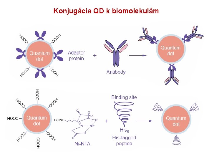 Konjugácia QD k biomolekulám 