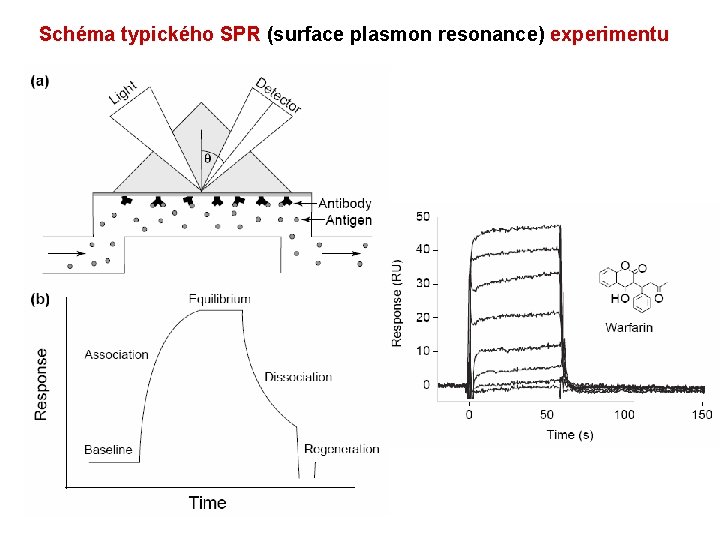 Schéma typického SPR (surface plasmon resonance) experimentu 