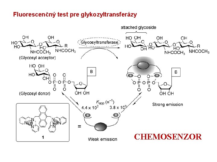 Fluorescenčný test pre glykozyltransferázy CHEMOSENZOR 