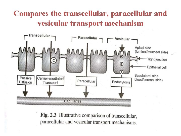 Compares the transcellular, paracellular and vesicular transport mechanism 