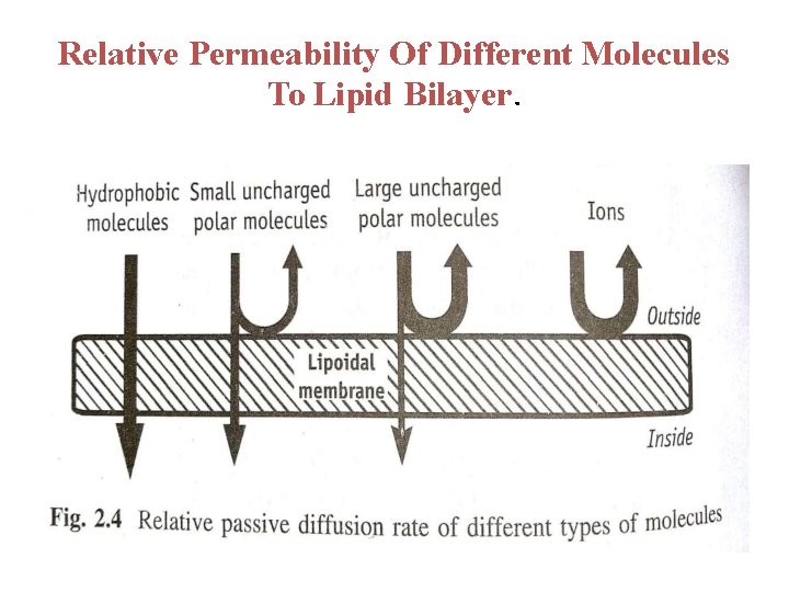 Relative Permeability Of Different Molecules To Lipid Bilayer. 