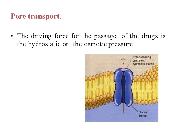 Pore transport. • The driving force for the passage of the drugs is the