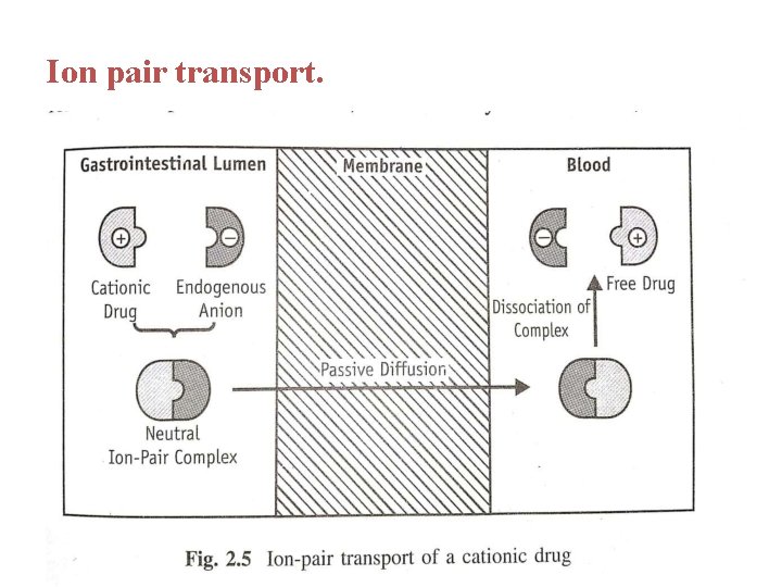 Ion pair transport. 