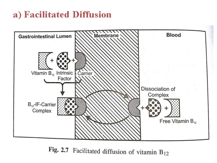 a) Facilitated Diffusion 