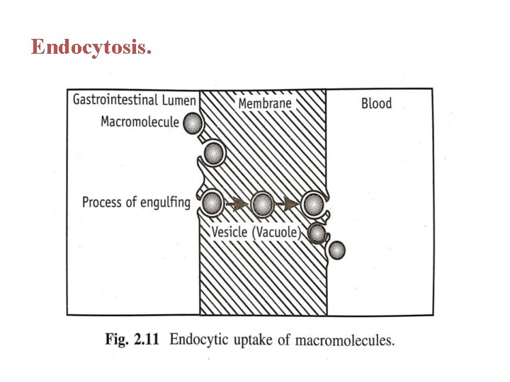 Endocytosis. 