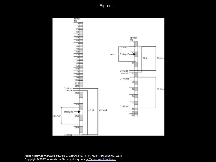 Figure 1 Kidney International 2005 682462 -2472 DOI: (10. 1111/j. 1523 -1755. 2005. 00722.