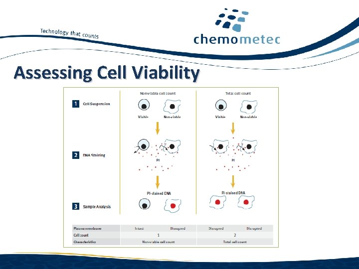 Assessing Cell Viability www. chemometec. com 