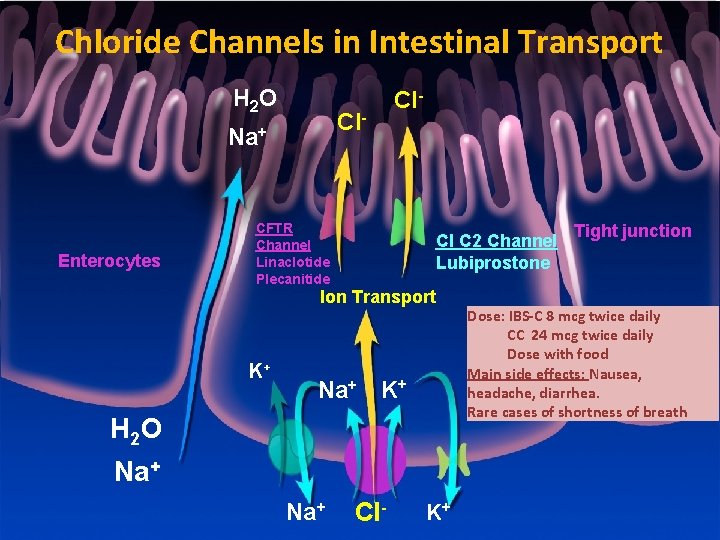 Chloride Channels in Intestinal Transport H 2 O Cl- Na+ Enterocytes Cl- CFTR Channel