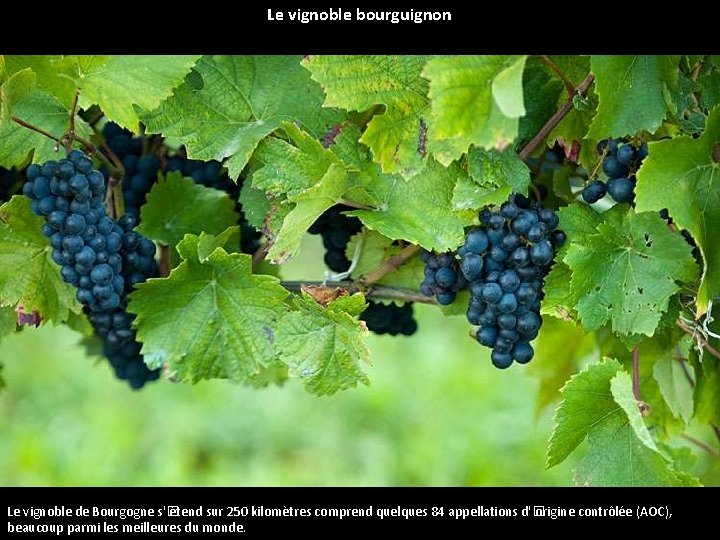 Le vignoble bourguignon Le vignoble de Bourgogne s'� étend sur 250 kilomètres comprend quelques