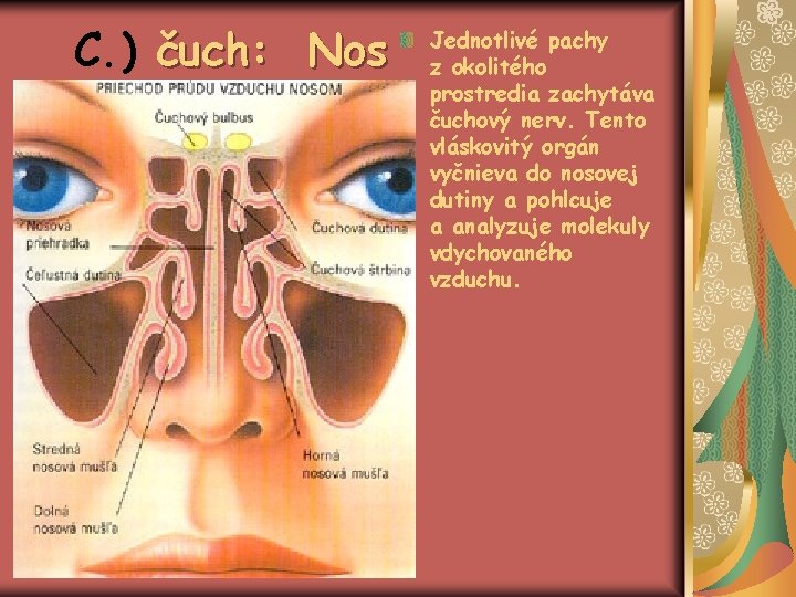 C. ) čuch: Nos Jednotlivé pachy z okolitého prostredia zachytáva čuchový nerv. Tento vláskovitý