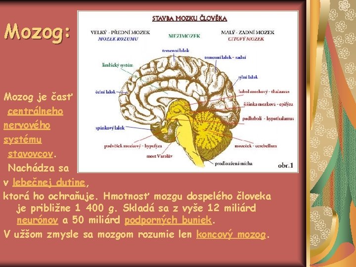 Mozog: Mozog je časť centrálneho nervového systému stavovcov. Nachádza sa v lebečnej dutine, ktorá