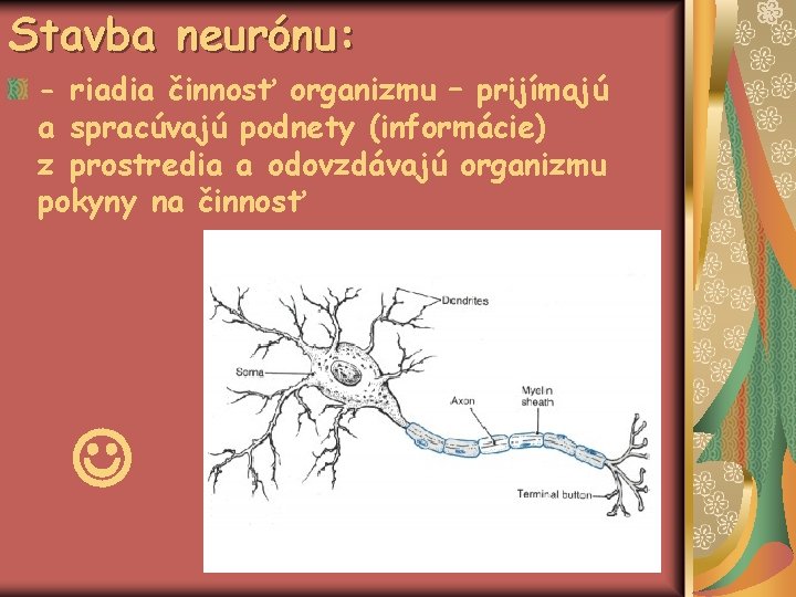 Stavba neurónu: - riadia činnosť organizmu – prijímajú a spracúvajú podnety (informácie) z prostredia