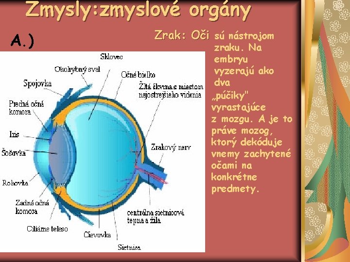 Zmysly: zmyslové orgány A. ) Zrak: Oči sú nástrojom zraku. Na embryu vyzerajú ako