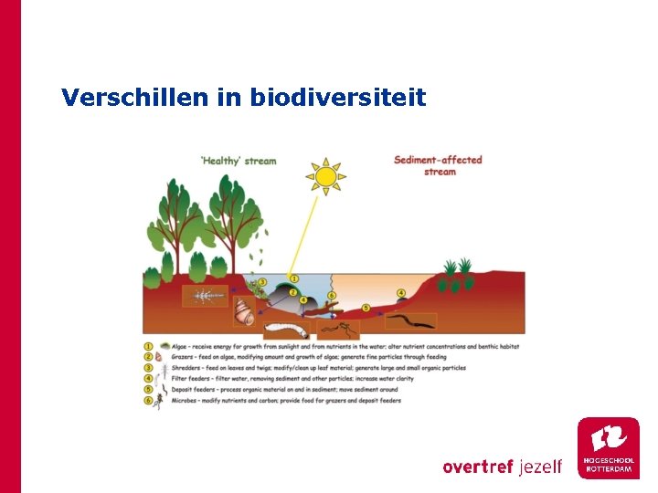 Verschillen in biodiversiteit 