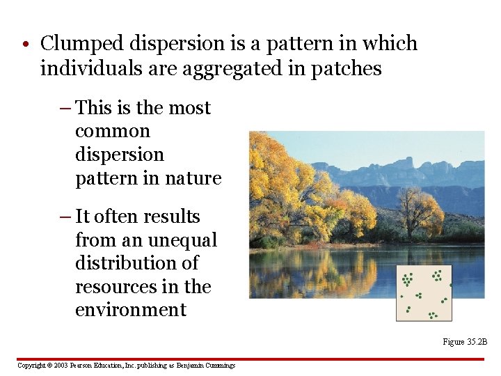  • Clumped dispersion is a pattern in which individuals are aggregated in patches