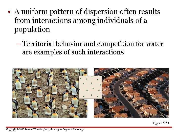  • A uniform pattern of dispersion often results from interactions among individuals of