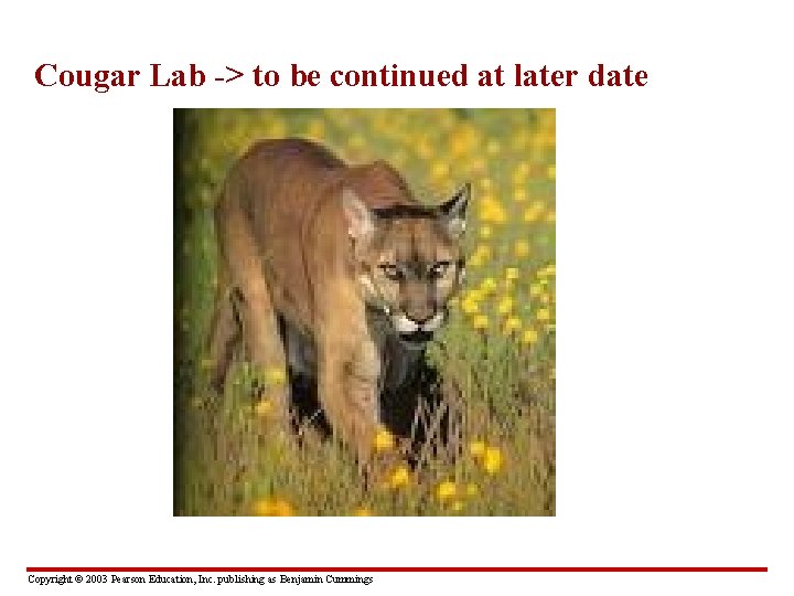 Cougar Lab -> to be continued at later date Copyright © 2003 Pearson Education,