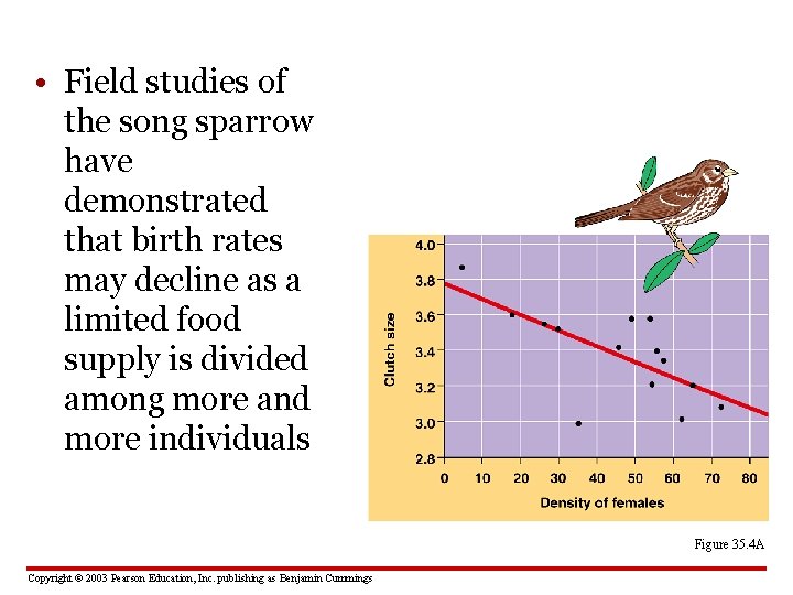  • Field studies of the song sparrow have demonstrated that birth rates may