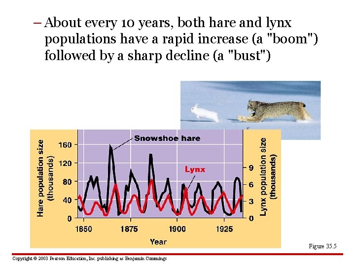 – About every 10 years, both hare and lynx populations have a rapid increase