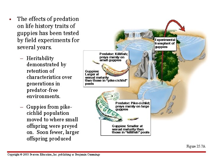  • The effects of predation on life history traits of guppies has been