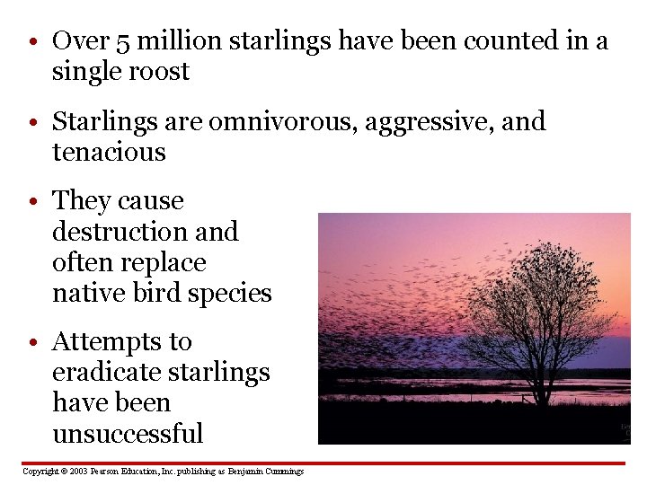  • Over 5 million starlings have been counted in a single roost •