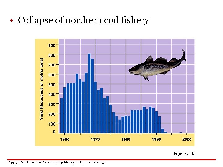  • Collapse of northern cod fishery Figure 35. 10 A Copyright © 2003