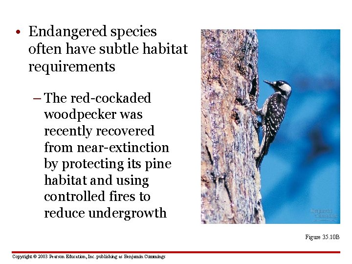  • Endangered species often have subtle habitat requirements – The red-cockaded woodpecker was