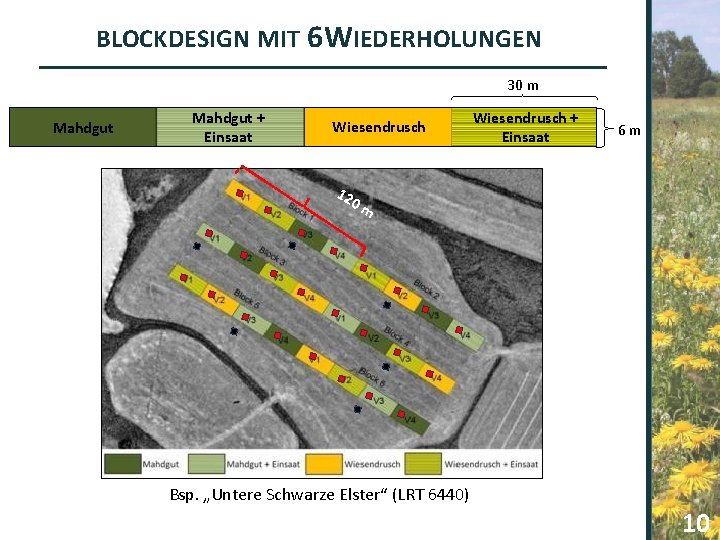 BLOCKDESIGN MIT 6 WIEDERHOLUNGEN 30 m Mahdgut + Einsaat Wiesendrusch + Einsaat 6 m