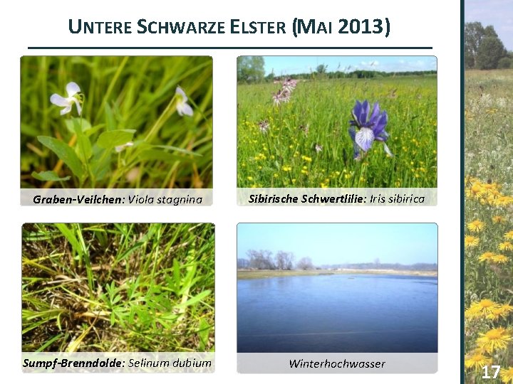UNTERE SCHWARZE ELSTER (MAI 2013) Graben-Veilchen: Viola stagnina Sibirische Schwertlilie: Iris sibirica Sumpf-Brenndolde: Selinum