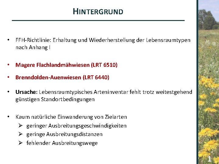 HINTERGRUND • FFH-Richtlinie: Erhaltung und Wiederherstellung der Lebensraumtypen nach Anhang I • Magere Flachlandmähwiesen