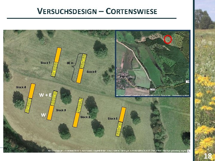 VERSUCHSDESIGN – CORTENSWIESE Block 5 60 m Block 6 Block 4 W+E W Block