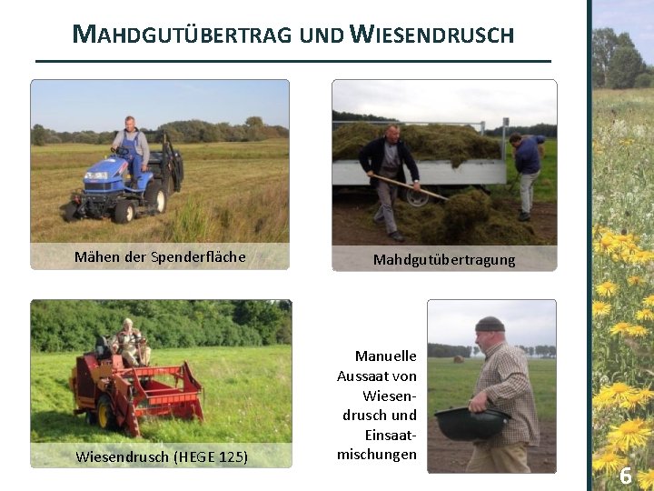 MAHDGUTÜBERTRAG UND WIESENDRUSCH Mähen der Spenderfläche Wiesendrusch (HEGE 125) Mahdgutübertragung Manuelle Aussaat von Wiesendrusch