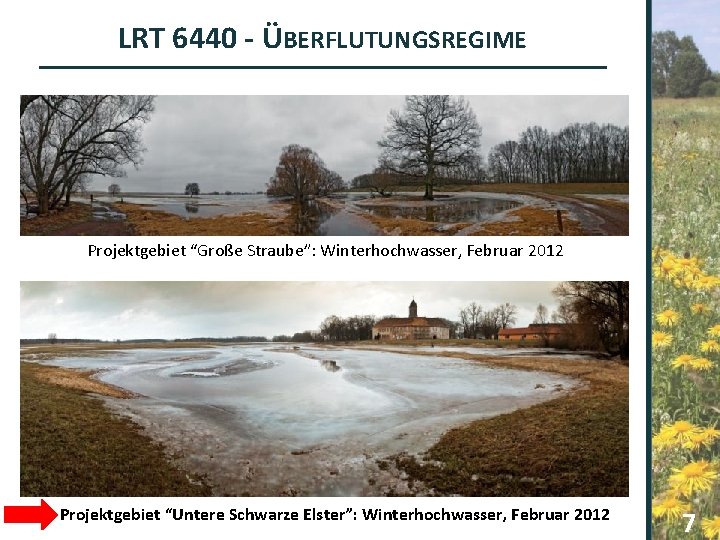 LRT 6440 - ÜBERFLUTUNGSREGIME Projektgebiet “Große Straube”: Winterhochwasser, Februar 2012 Projektgebiet “Untere Schwarze Elster”:
