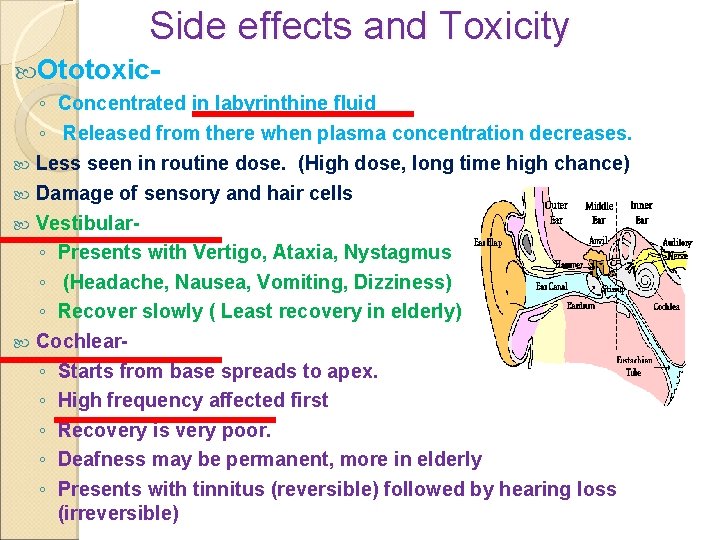 Side effects and Toxicity Ototoxic- ◦ Concentrated in labyrinthine fluid ◦ Released from there