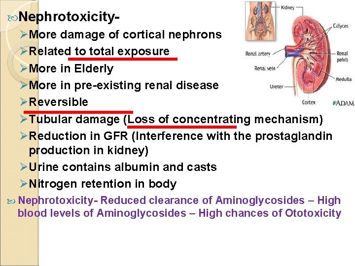  Nephrotoxicity- ØMore damage of cortical nephrons ØRelated to total exposure ØMore in Elderly