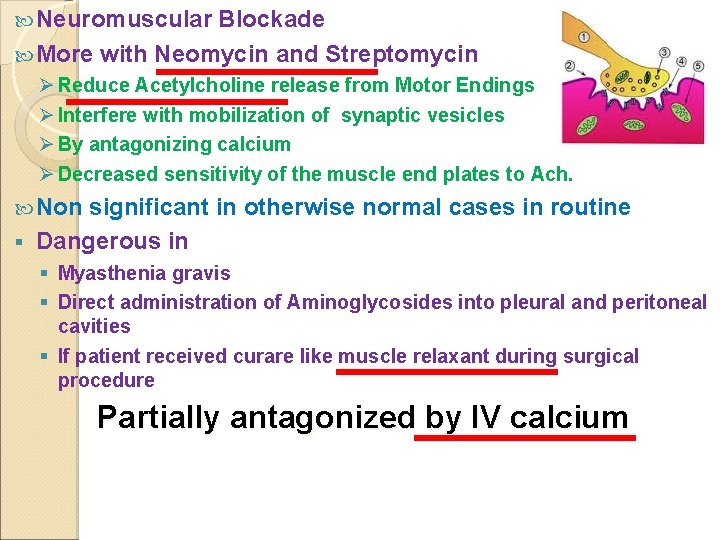  Neuromuscular Blockade More with Neomycin and Streptomycin Ø Reduce Acetylcholine release from Motor