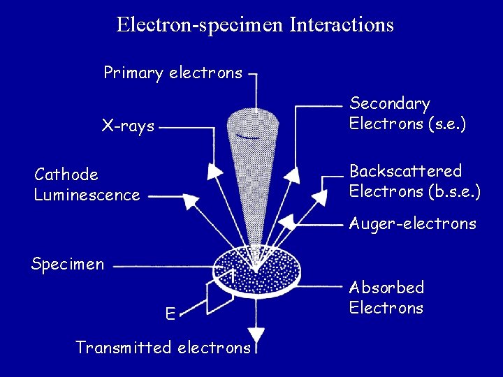 Electron-specimen Interactions Primary electrons Secondary Electrons (s. e. ) X-rays Backscattered Electrons (b. s.